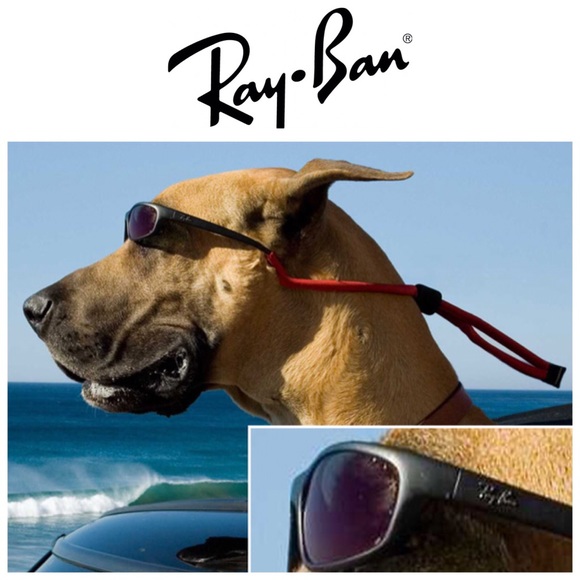 dog ray bans